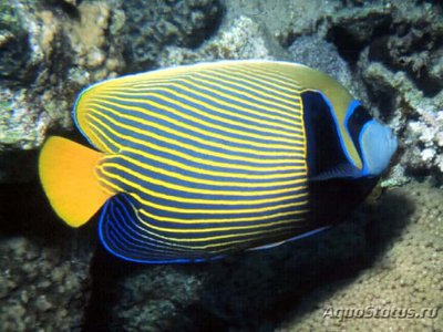 Ангел императорский (Pomacanthus imperator)