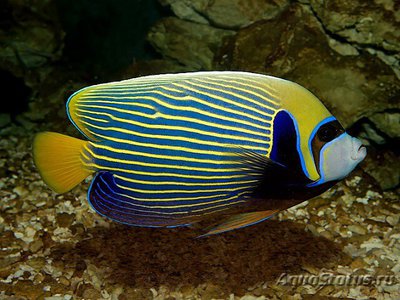 Ангел императорский (Pomacanthus imperator)