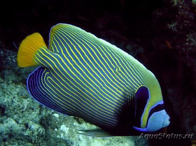 Ангел императорский (Pomacanthus imperator)