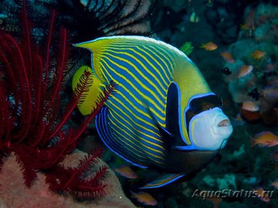 Ангел императорский (Pomacanthus imperator)