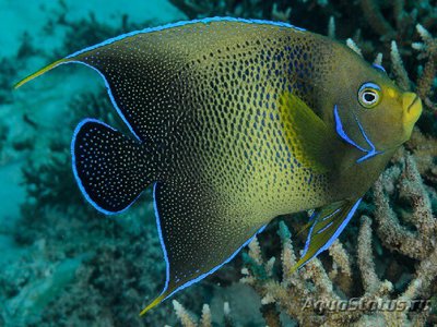 Фото Ангел рябой семициркулятус Pomacanthus semicirculatus  (photo#109890)