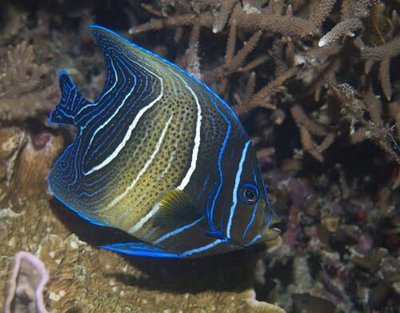 Ангел рябой (семициркулятус) (Pomacanthus semicirculatus)