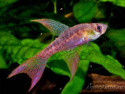 Фото Астрофундулус долихоптерус Austrofundulus dolichopterus  (photo#109927)