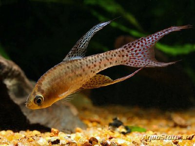 Фото Астрофундулус долихоптерус Austrofundulus dolichopterus  (photo#109931)