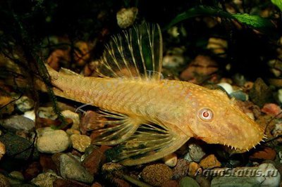 Фото Анциструс золотой Ancistrus Albino Gold  (photo#109933)