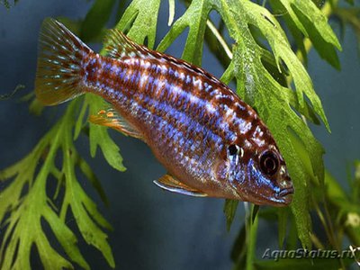 Фото Меланохромис экзасператус Melanochromis exasperatus  (photo#109940)