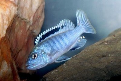 Фото Меланохромис экзасператус Melanochromis exasperatus  (photo#109941)