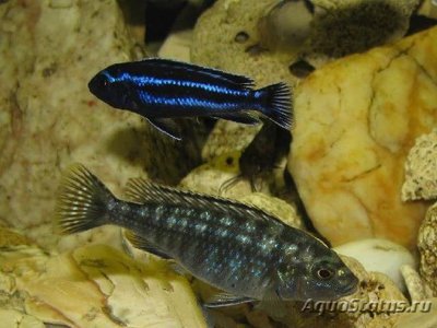 Фото Меланохромис экзасператус Melanochromis exasperatus  (photo#109942)