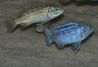 Фото Меланохромис экзасператус Melanochromis exasperatus  (photo#109943)