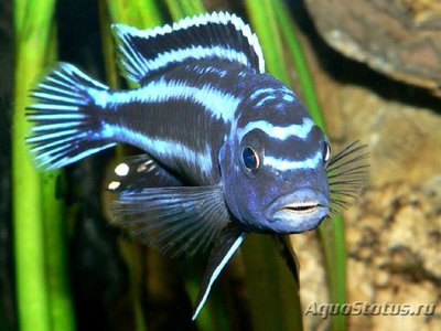 Фото Меланохромис йохани Melanochromis johanni  (photo#109945)