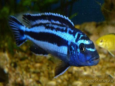 Меланохромис чипока ( Melanochromis chipokae )