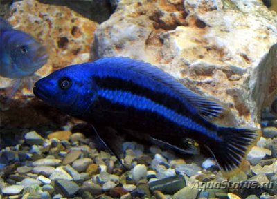 Меланохромис чипока ( Melanochromis chipokae )