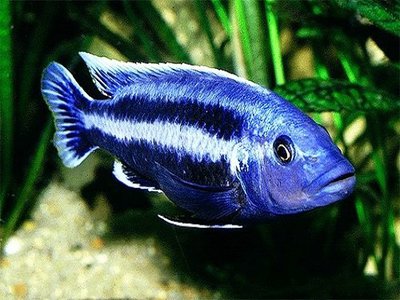 Меланохромис чипока ( Melanochromis chipokae )