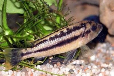 Меланохромис чипока ( Melanochromis chipokae )