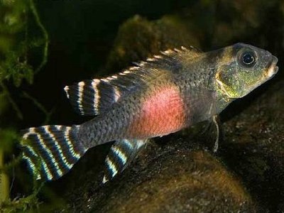 Фото Нaнохромис трансвеститус , или Нанохромис роскошный Nanochromis transvestitus  (photo#109956)