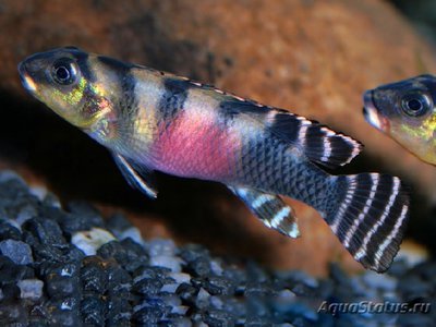 Фото Нaнохромис трансвеститус , или Нанохромис роскошный Nanochromis transvestitus  (photo#109957)