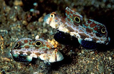 Бычок двупятнистый (Signigobius biocellatus)