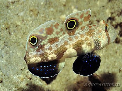 Бычок двупятнистый (Signigobius biocellatus)