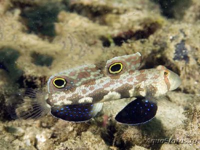 Бычок двупятнистый (Signigobius biocellatus)