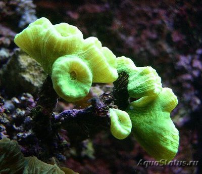 Фото Кауластрея курвата Caulastrea curvata  (photo#110042)