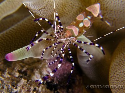 Фото Креветка - клоун , анемоновая , или Периклименес юкатаникус Periclimenes yucatanicus  (photo#110067)