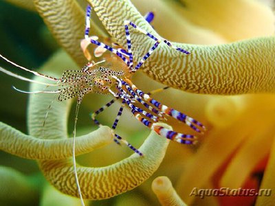 Фото Креветка - клоун , анемоновая , или Периклименес юкатаникус Periclimenes yucatanicus  (photo#110068)