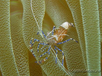 Фото Креветка - клоун , анемоновая , или Периклименес юкатаникус Periclimenes yucatanicus  (photo#110069)