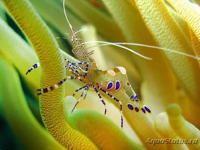 Фото Креветка - клоун , анемоновая , или Периклименес юкатаникус Periclimenes yucatanicus  (photo#110070)