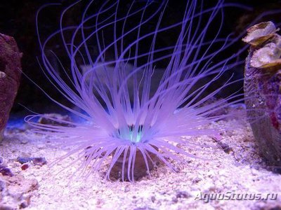 Фото Анемон трубчатый цериантус Tube Anemone  (photo#110071)