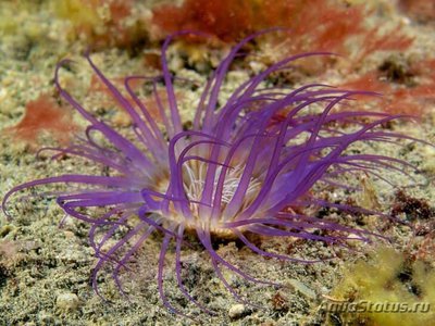 Фото Анемон трубчатый цериантус Tube Anemone  (photo#110072)