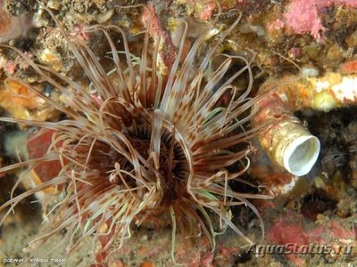 Фото Анемон трубчатый цериантус Tube Anemone  (photo#110073)