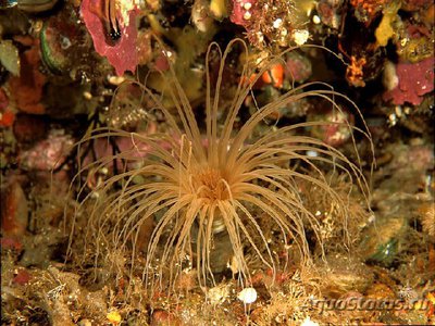 Фото Анемон трубчатый цериантус Tube Anemone  (photo#110074)