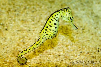 Фото Конек морской желтый Hippocampus kuda  (photo#110119)