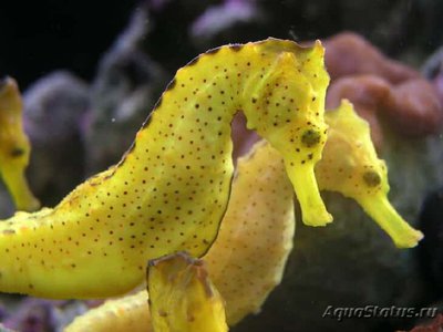 Фото Конек морской желтый Hippocampus kuda  (photo#110120)