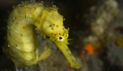 Фото Конек морской желтый Hippocampus kuda  (photo#110122)