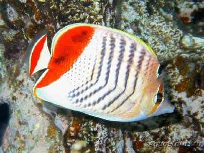 Бабочка эритрейская , или Бабочка красноспинная ( Chaetodon paucifasciatus )