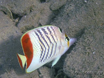 Бабочка эритрейская , или Бабочка красноспинная ( Chaetodon paucifasciatus )