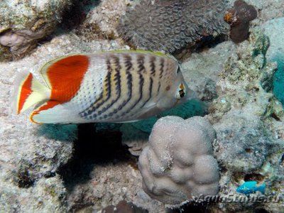 Бабочка эритрейская , или Бабочка красноспинная ( Chaetodon paucifasciatus )