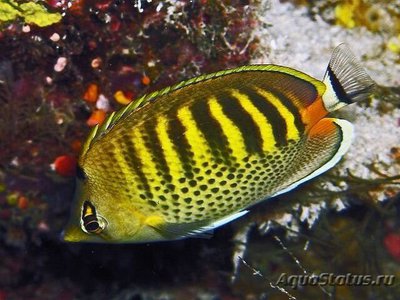 Бабочка точечно-полосатая ( Chaetodon punctatofasciatus )