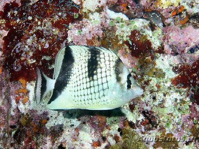 Бабочка азиатская ( Chaetodon argentatus )