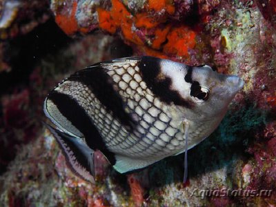 Бабочка азиатская ( Chaetodon argentatus )