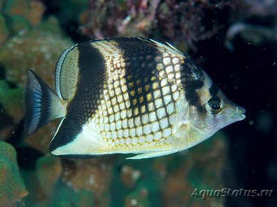 Бабочка азиатская ( Chaetodon argentatus )