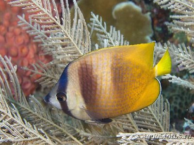 Фото Бабочка Клейна лиловоточечная Chaetodon kleinii  (photo#110161)