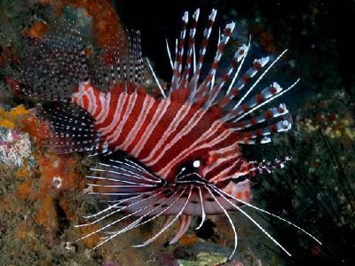 Скорпена львиная ( Lion fish )