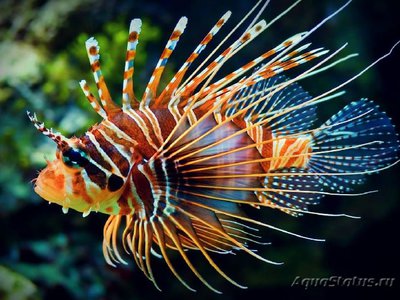 Скорпена львиная ( Lion fish )