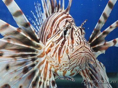 Скорпена львиная ( Lion fish )