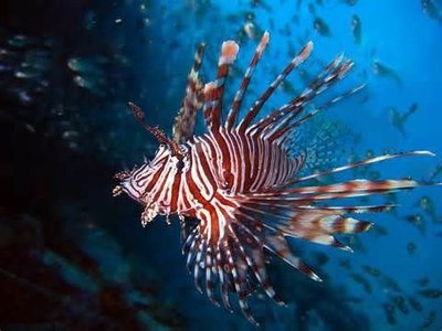 Скорпена львиная ( Lion fish )