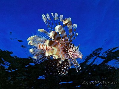 Скорпена львиная ( Lion fish )