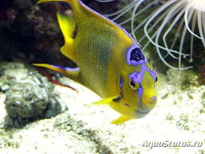 Ангел-изабелита королева, Зеленая качама (Holacanthus ciliaris)