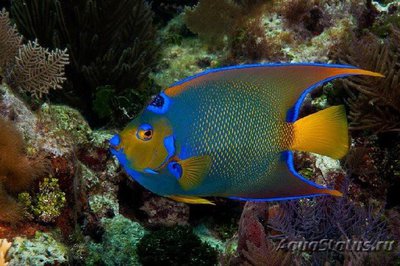 Ангел-изабелита королева, Зеленая качама (Holacanthus ciliaris)